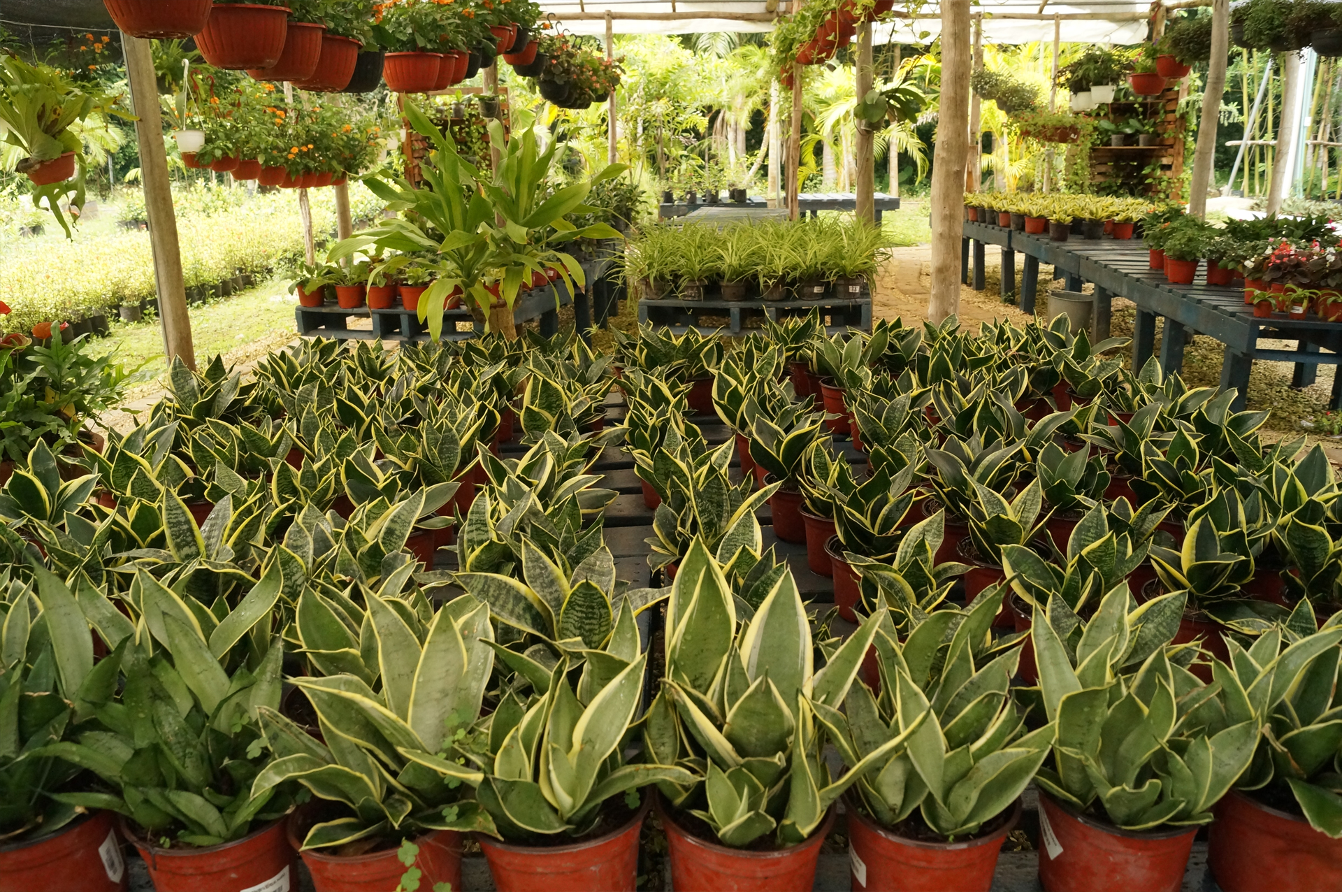 5 plantas que purifican el aire