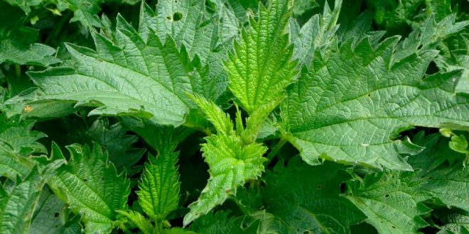 El epazote, una planta pequeña pero con grandes beneficios