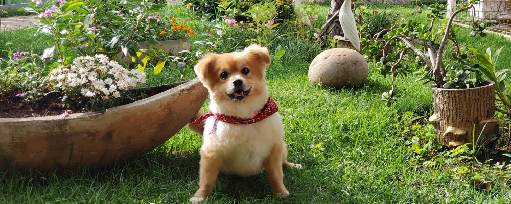 Mascotas y plantas ¿Se llevan bien?
