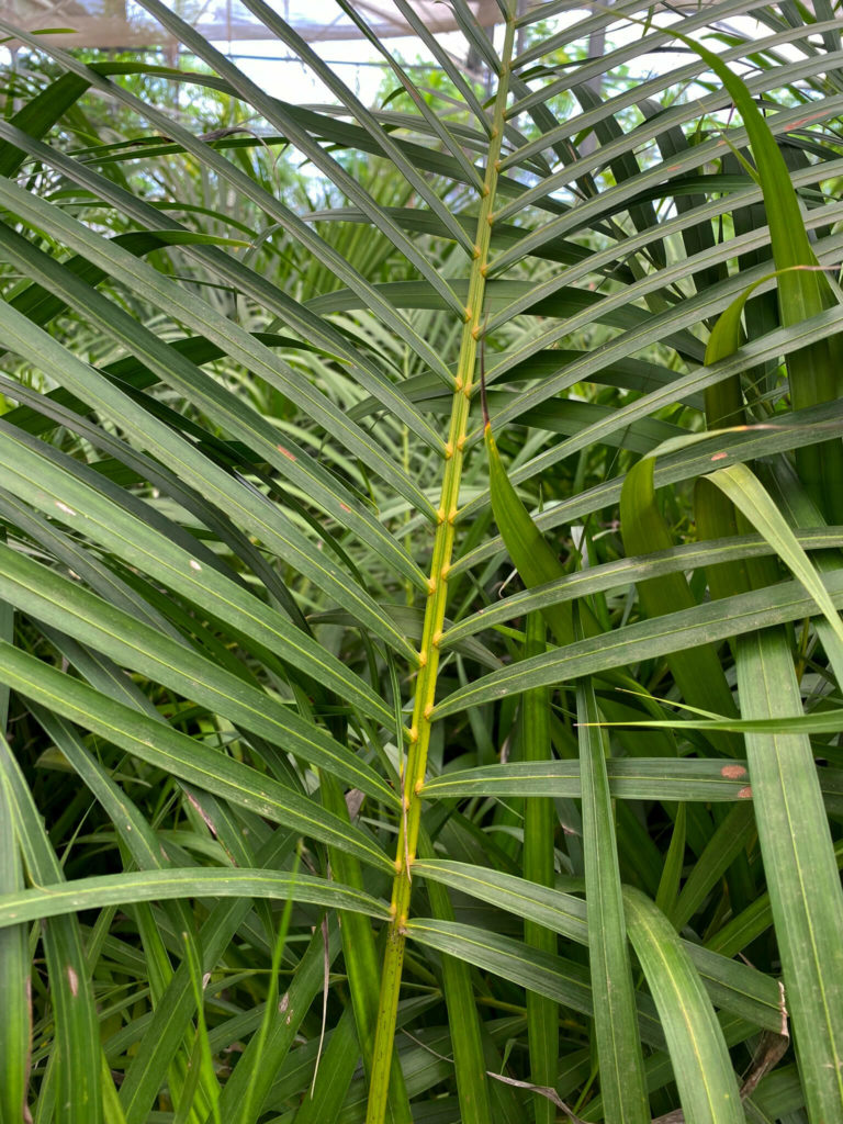 palma areca