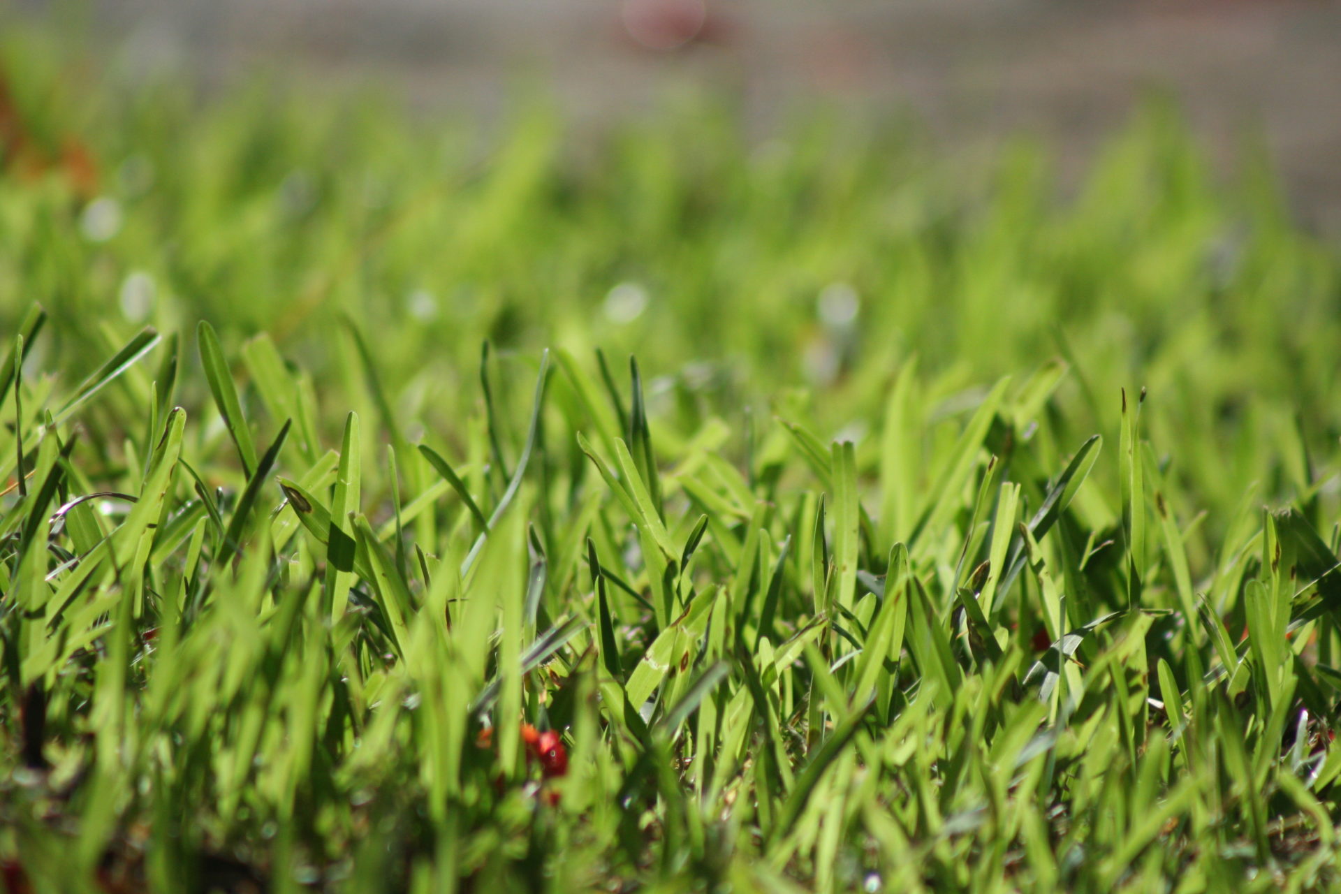 Tips para un pasto verde y saludable