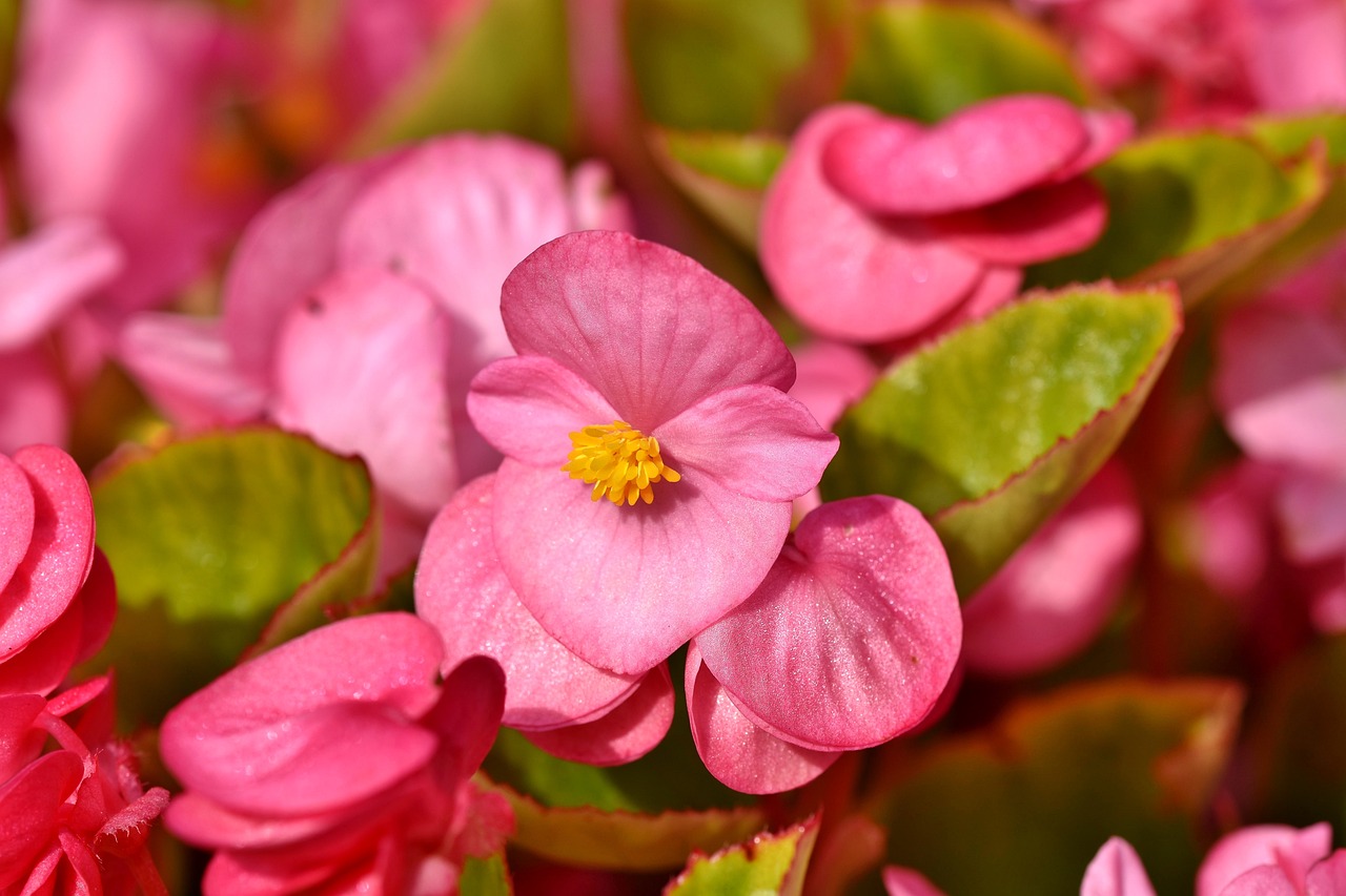 ¡Llegó la primavera y con ella las flores! ¿O no?