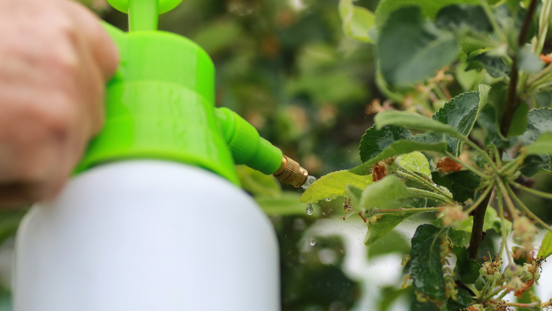 Protege tus plantas: Guía básica sobre plaguicidas